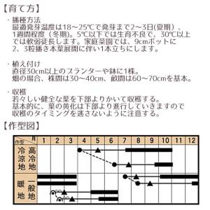 野菜のタネ カリノケール・ミスタ(ケール) イ...の詳細画像3