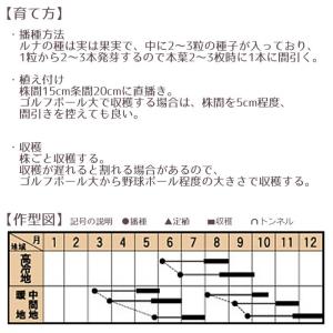 野菜のタネ ルナ(ビート) イタリアの珍しい種...の詳細画像3