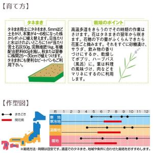 野菜の種 実咲ハーブ8086 ハーブ ラベンダーの詳細画像3