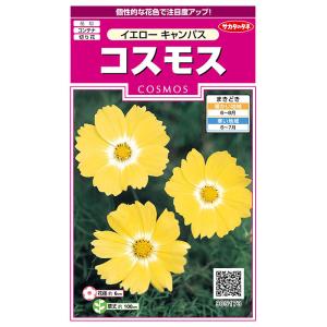 花の種　実咲花5173 コスモスイエローキャンパス｜style1187