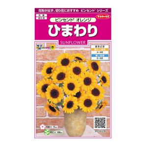 花の種 実咲花5627 ひまわりビンセントクリアオレンジ : STYLE1187