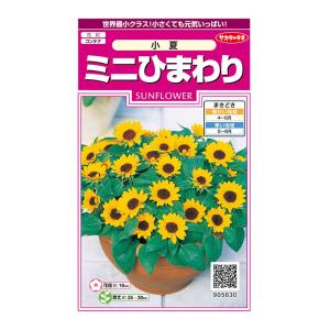 花の種 実咲花6743 ひまわり バイカラーミックス サカタのタネ