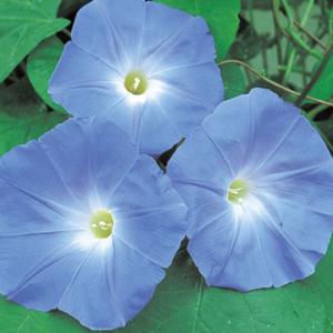 花の種 実咲花6026 朝顔西洋系ヘブンリーブルーの詳細画像2
