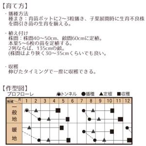 野菜のタネ ブロフローレ(ブロッコリー) イタ...の詳細画像3