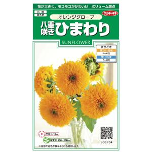 花の種　実咲花6734 八重咲きひまわり オレンジグローブ　サカタのタネ｜style1187