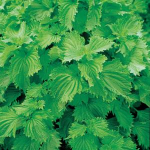 野菜の種 実咲野菜3075 青ちりめんしそ サ...の詳細画像2