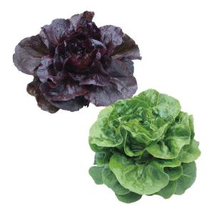 野菜の種 実咲野菜3577 レタス ミニロメイ...の詳細画像2