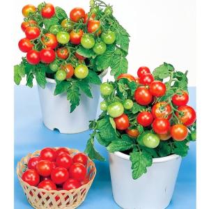 野菜の種 実咲野菜920172 鉢植えミニトマ...の詳細画像2