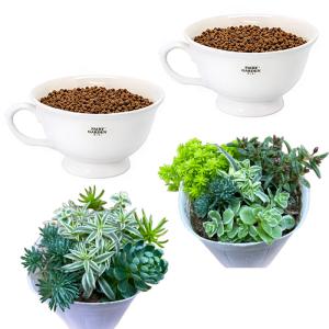 当店オープン10周年記念　多肉植物とカップのセット 送料無料（沖縄・離島を除く）