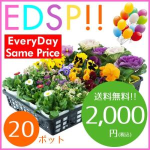 花苗 20ポット 冬・春セット 季節の花苗5種類が各4ポットのセット 送料無料 沖縄・離島を除く