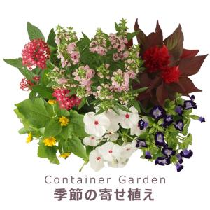 季節の寄せ植え 春夏 おしゃれなタル型鉢 黒 ...の詳細画像1