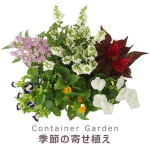 季節の寄せ植え 春夏 おしゃれなタル型鉢 白 ...の詳細画像1