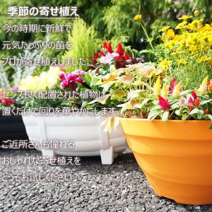 季節の寄せ植え 春夏 おしゃれなタル型鉢 白 ...の詳細画像2