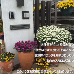 季節の寄せ植え 春夏 おしゃれなタル型鉢 白 ...の詳細画像3