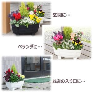 季節の寄せ植え 春夏 おしゃれなタル型鉢 白 ...の詳細画像4