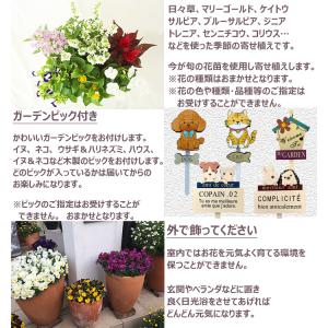 季節の寄せ植え 春夏 おしゃれなタル型鉢 白 ...の詳細画像5