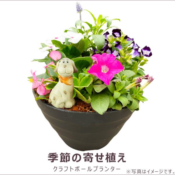 お買得！季節の寄せ植え 夏 丸型黒鉢 ギフトにも最適な季節のお花を寄せ植えに。   送料無料 沖縄・...