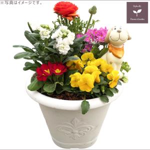 季節の寄せ植え 春冬 アンティーク調ラウンドプランター ホワイト　ギフトにも最適な季節のお花を寄せ植えに。   送料無料 沖縄・離島を除く