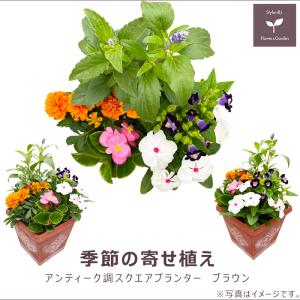 季節の寄せ植え 春夏 アンティーク調スクエアプ...の詳細画像1