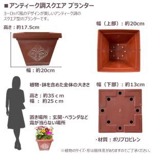 季節の寄せ植え 春夏 アンティーク調スクエアプ...の詳細画像4