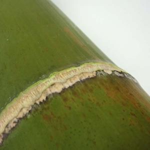 青竹踏み 冷え症 血行不良 足のむくみ 運動不...の詳細画像1