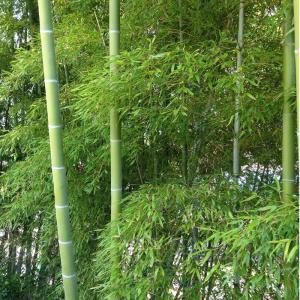 青竹踏み 冷え症 血行不良 足のむくみ 運動不...の詳細画像2