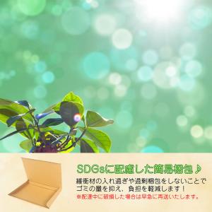 セラティス バイ ミクシム ナイトリペア シャ...の詳細画像4