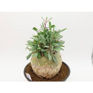 columnaris　コルムナリス　観峰玉　丸鉢(直径18cm)【Fouquieria　フォークイエリア】｜succulent-connection