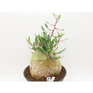 columnaris　コルムナリス　観峰玉　丸鉢(直径18cm)【Fouquieria　フォークイエリア】｜succulent-connection