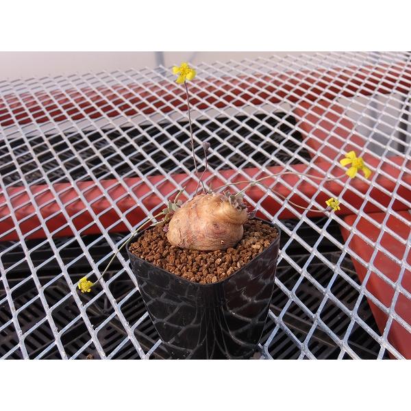 【Othonna　オトンナ】 cacalioides カカリオイデス  現地球　角鉢（6.5cm ×...