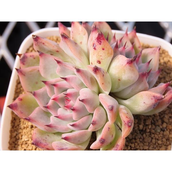 【Echeveria　エケベリア】黒爪ザラゴーサ×沙羅姫牡丹　実生苗　角鉢（6.5cm × 6.5c...