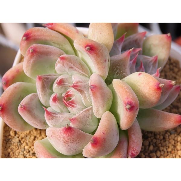 【Echeveria　エケベリア】コロラータ×チワワエンシス　実生苗　角鉢（6.5cm × 6.5c...