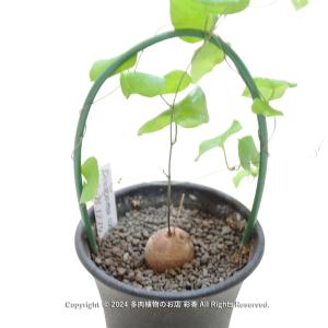 亀甲竜 Dioscorea elephantipesの商品画像