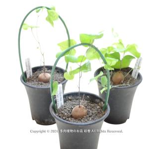亀甲竜 Dioscorea elephantipesの詳細画像1
