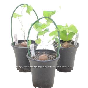 亀甲竜 Dioscorea elephantipesの詳細画像2
