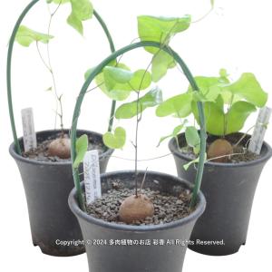 亀甲竜 Dioscorea elephantipesの詳細画像3