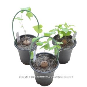 亀甲竜 Dioscorea elephantipesの詳細画像4
