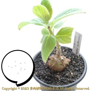 種子 トリコディアデマ・ミラビレ : 多肉植物のお店 彩香 Yahoo!店