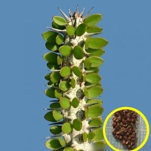種子100粒 亀甲竜(Dioscorea elephantipes)(アフリカ亀甲竜)の種子