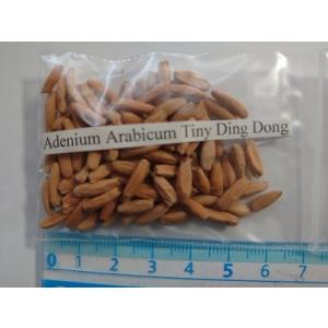 アデニウム・アラビカム Tiny Ding Dong(Adenium Arabicum Tiny