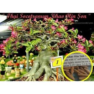 アデニウム・ソコトラナム 'KHAO HIN SON'(ADENIUM SOCOTRANUM  'KHAO HIN SON')の種子