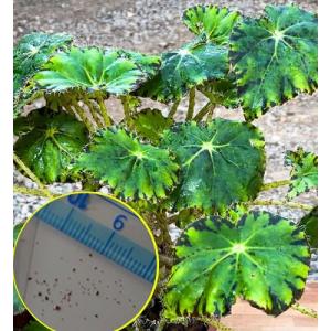 専用希少❣️Begonia fulgurata ベゴニア フルグラータほか3点同梱 Begonia fulgurata 原種 ベゴニア フルグラータ 球根性 - メルカリ