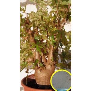 専用希少❣️Begonia fulgurata ベゴニア フルグラータほか3点同梱 種子10粒 ベゴニア フルグラータ(Begonia fulgurata) : 多肉植物