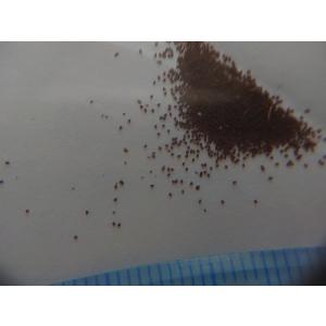種子10粒 ベゴニア フルグラータ(Begon...の詳細画像2