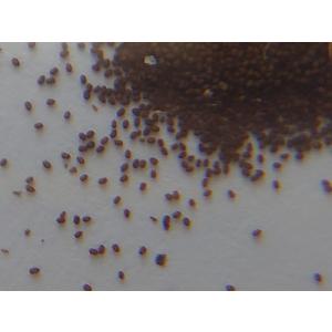 種子10粒 ベゴニア フルグラータ(Begon...の詳細画像3