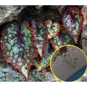 専用希少❣️Begonia fulgurata ベゴニア フルグラータほか3点同梱 Yahoo!オークション - Begonia fulgurata Chiang Mai[NMPV2022