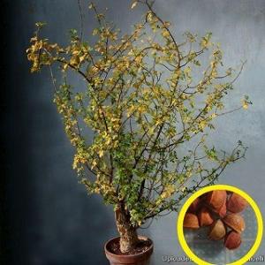 種子20粒 モニラリア モニリフォルミス(Monilaria Moniliformis)の種子