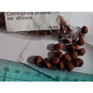 1000粒 亀甲竜種子 Dioscorea elephantipes Dioscorea elephantipes アフリカ亀甲竜 種子 1000粒
