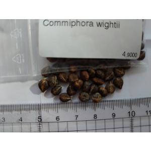 コミフォラ・ライティー(Commiphora wightii)の種子