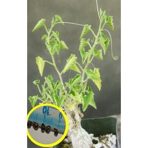 種子10粒 チャメロプス・フミリス・セリフェラ(Chamaerops humilis var